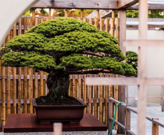Yamabiko　ヤシの木 Repotting the World-Famous Yamaki Pine — National Bonsai Foundation